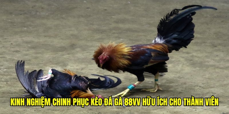 Kinh nghiệm chinh phục kèo đá gà 88VV hữu ích cho thành viên